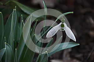 Fresh white snowdrops in garden at early spring, Sofia