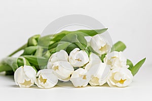 Fresh White Tulips Bundle on White Background. Greeting Postcard