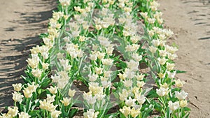 Fresh white tulips grow in row staggering in gust of wind