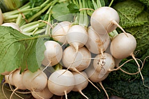 Fresh white turnip