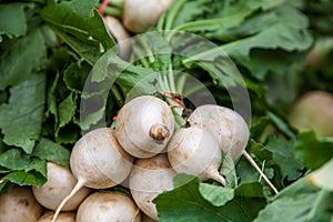 Fresh white turnip
