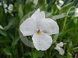 Fresh white Viola on green leaves background.