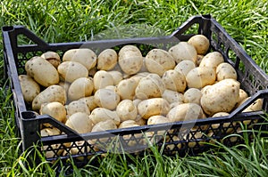 Small white washed new farm potato in black plastic container boxes display close up, high angle view