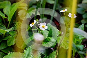 Fresh white wild strawberry blossoming flowers on green leaves background in the forest in spring.