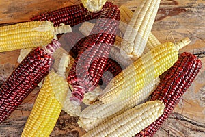 Fresh white, yellow and Siam Ruby Queen or Red corn on cobs on wooden table. Close up, top view. Fresh young corns ears