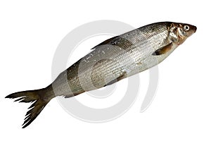 Fresh whitefish photo