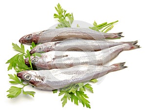 Fresh whiting