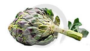 Fresh whole artichoke isolated on white background harvest organic