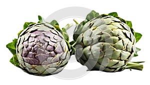 Fresh whole artichoke isolated on white background harvest organic gourmet