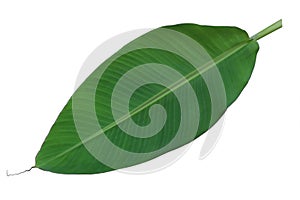Fresh whole banana leaf