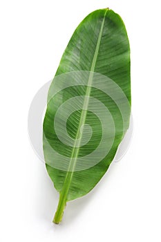 Fresh whole banana leaf