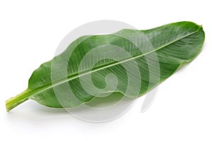 Fresh whole banana leaf