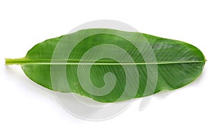 Fresh whole banana leaf