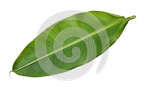 Fresh whole banana leaf
