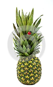 Fresh whole and cut pineapple isolated on white background. From top view