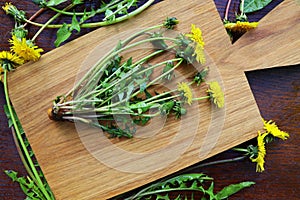 Fresh whole dandelion plant with roots, flower and leaves on a wooden table, make ready for tea. Herbalism concept, alternative