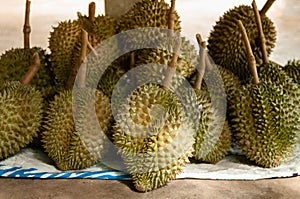 Fresh whole Durian fruits in Thailand fruit orchard