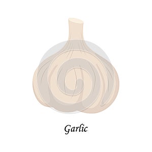 Fresh whole garlic vector illustration isolated on white background.