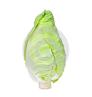 Fresh whole green pointed cabbage isolated on white