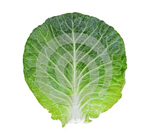 Fresh whole green pointed cabbage isolated on white background