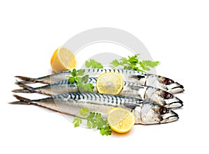 Fresh whole mackere l fish isolated on white background