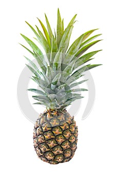 Fresh Whole Pineapple Isolated