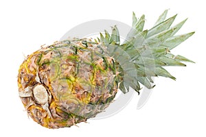 Fresh whole pineapple isolated on white background