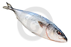 Fresh whole raw Japanese yellowtail. Fish Amberjack. Isolated on white background.