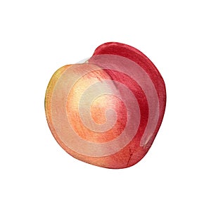 Fresh whole red peach watercolor illustration isolated on white. Hand drawn ripe orange fruit nectarine. Painting food