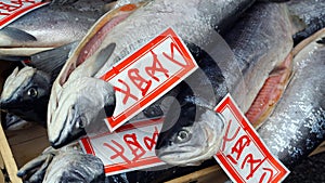 Fresh whole salmon sale in Japanese fish market photo