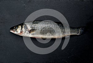 fresh whole sea bass fish on black background