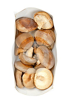 Fresh whole shiitake mushrooms, in a rectangular, elongated paper tray