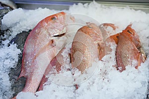 Fresh Whole Snapper