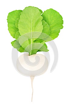 Fresh whole white turnip with leaves isolated on a white background