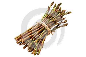 Fresh wild asparagus spears isolated on a white background