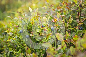 Fresh Wild Bilberry Shrubs on Upland Meadow