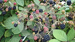 Fresh wild blackberry bush