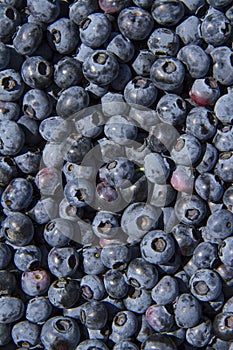 Fresh Wild Blueberries