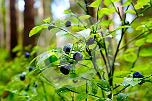 Fresh wild blueberries in forest