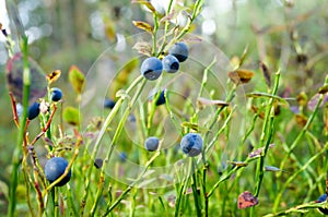 Fresh wild blueberries in forest