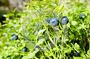 Fresh wild blueberries in forest