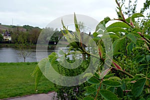 Fresh wild bush by the river in spring.
