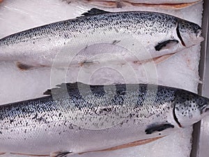 Fresh wild caught King Salmon on ice in a local sea food market photo