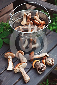 Fresh wild edible mushrooms, orande and brown cap gathered in can on wooden bench photo