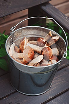 Fresh wild edible orange and brown cap boletus mushrooms gathered in can