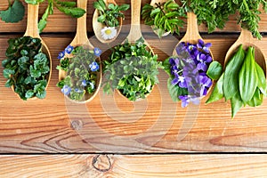 Wild edible spring herbs on wooden spoons photo