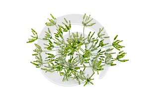 Fresh wild fennel head isolated