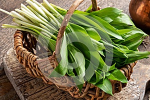 Fresh wild garlic leaves in a basket on a table