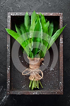 Fresh wild garlic leaves on black background. Wild leek. Top view.