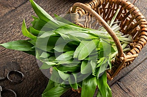 Fresh wild garlic leaves collected in early spring